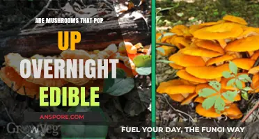 Overnight Mushroom Mystery: Are These Sudden Fungi Safe to Eat?