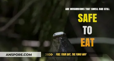 Bad-Smelling Mushrooms: Safe to Eat or Toxic Danger?