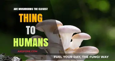 Mushrooms: Earth's Kin and Human Doppelgängers