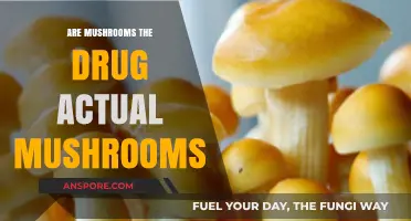 Mushrooms: Hallucinogens or Just Fungi?