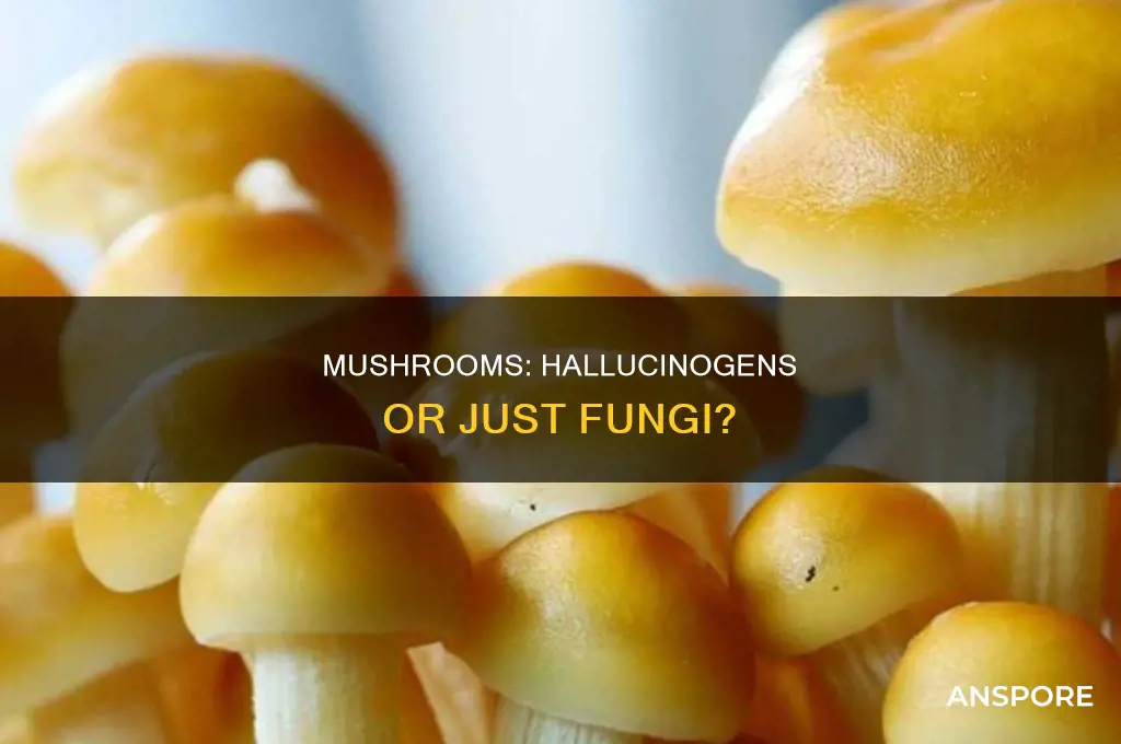 are mushrooms the drug actual mushrooms
