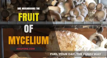 Mushrooms: Mycelium's Fruit, Nature's Magical Mystery