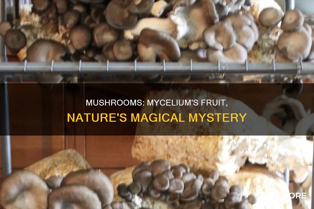 are mushrooms the fruit of mycelium