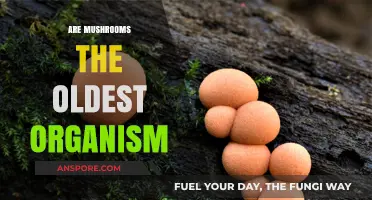 Mushrooms: Ancient Organisms or Just Old?