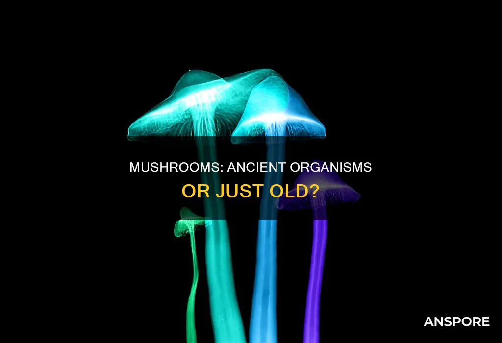are mushrooms the oldest organism