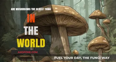 Mushrooms: Ancient Life Form or Oldest Organism?