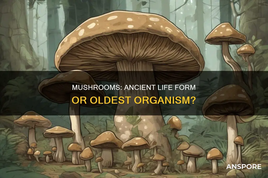 are mushrooms the oldest thing in the world