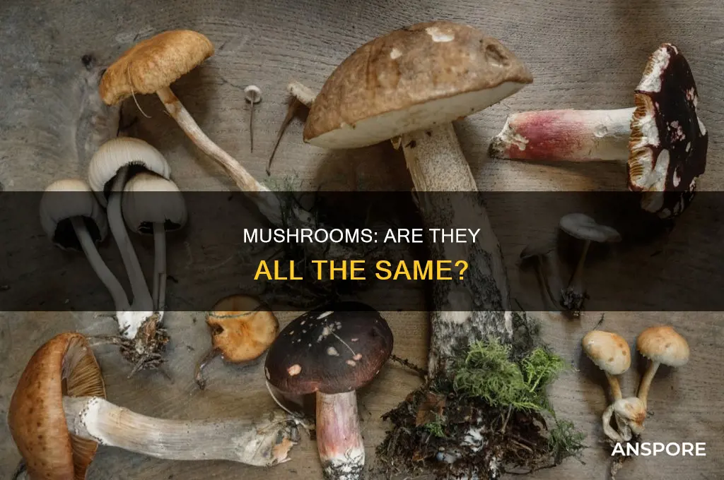 are mushrooms the same as mushrooms