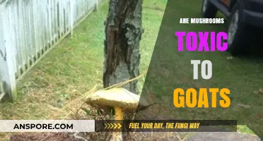 Goats and Mushrooms: A Toxic Mix?