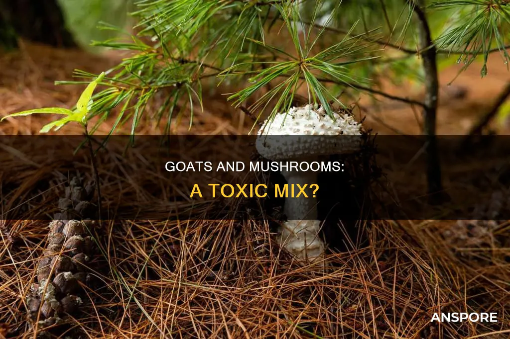 are mushrooms toxic to goats