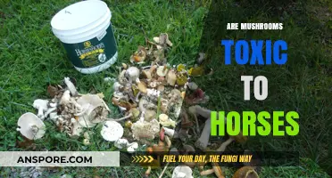 Mushroom Toxicity in Horses: What You Need to Know