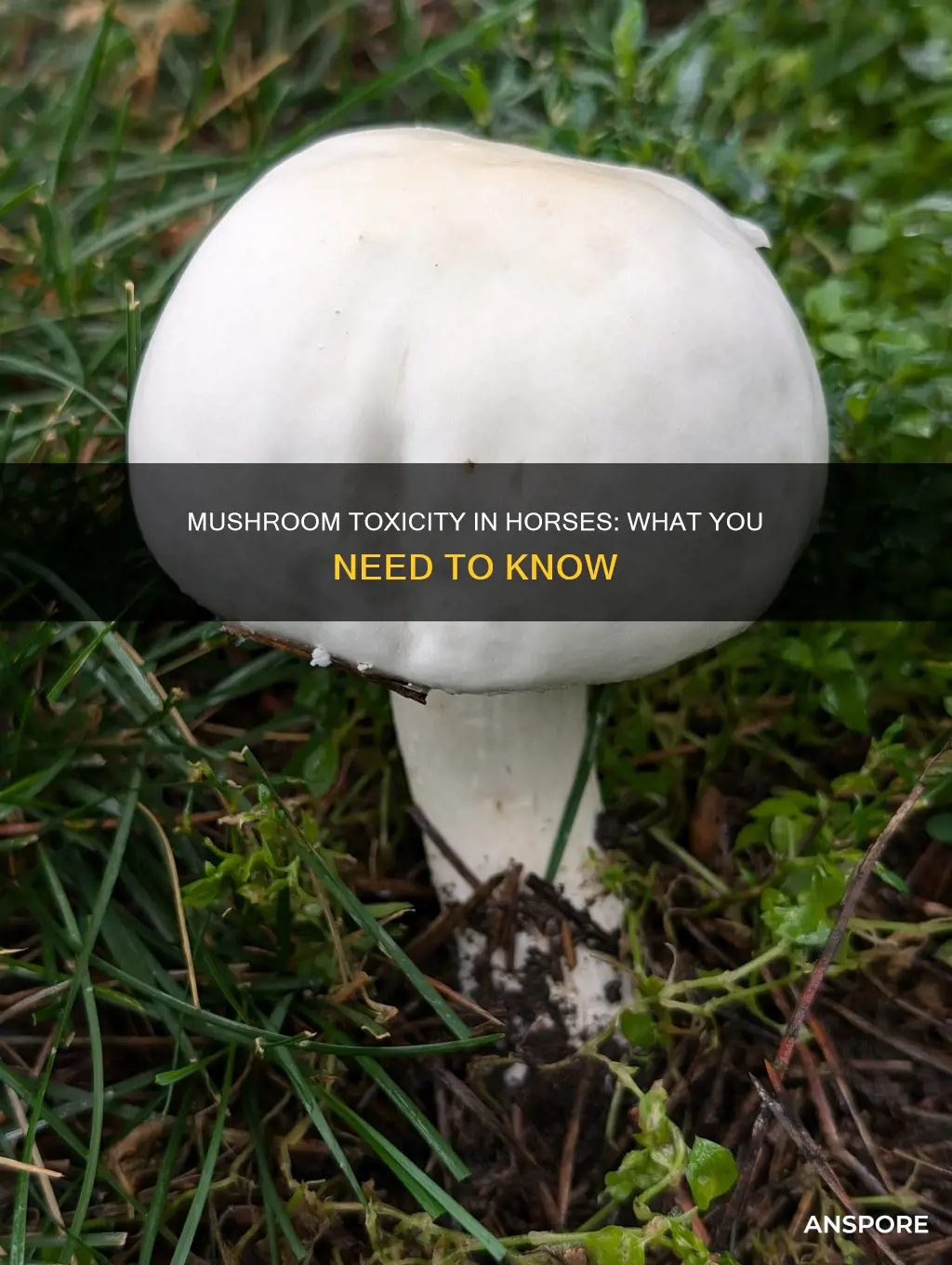 are mushrooms toxic to horses