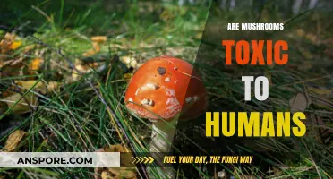 Mushrooms: Toxic or Not?