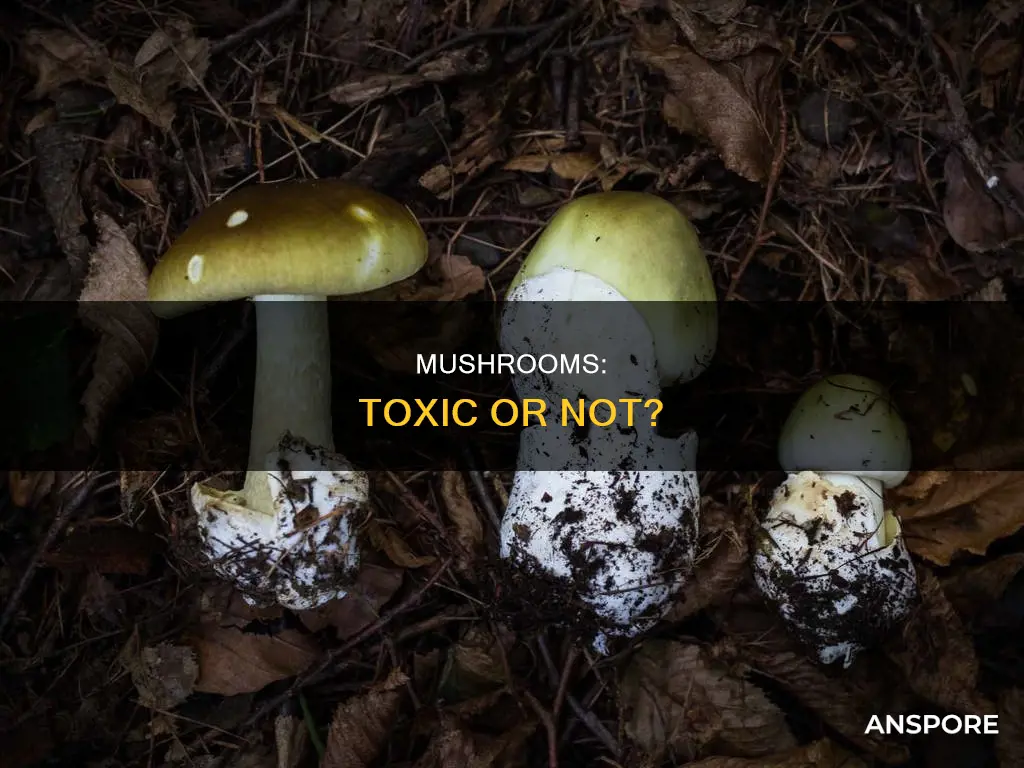 are mushrooms toxic to humans