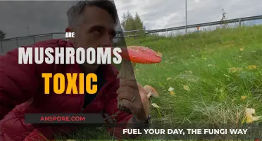 Mushrooms: Toxic or Not?