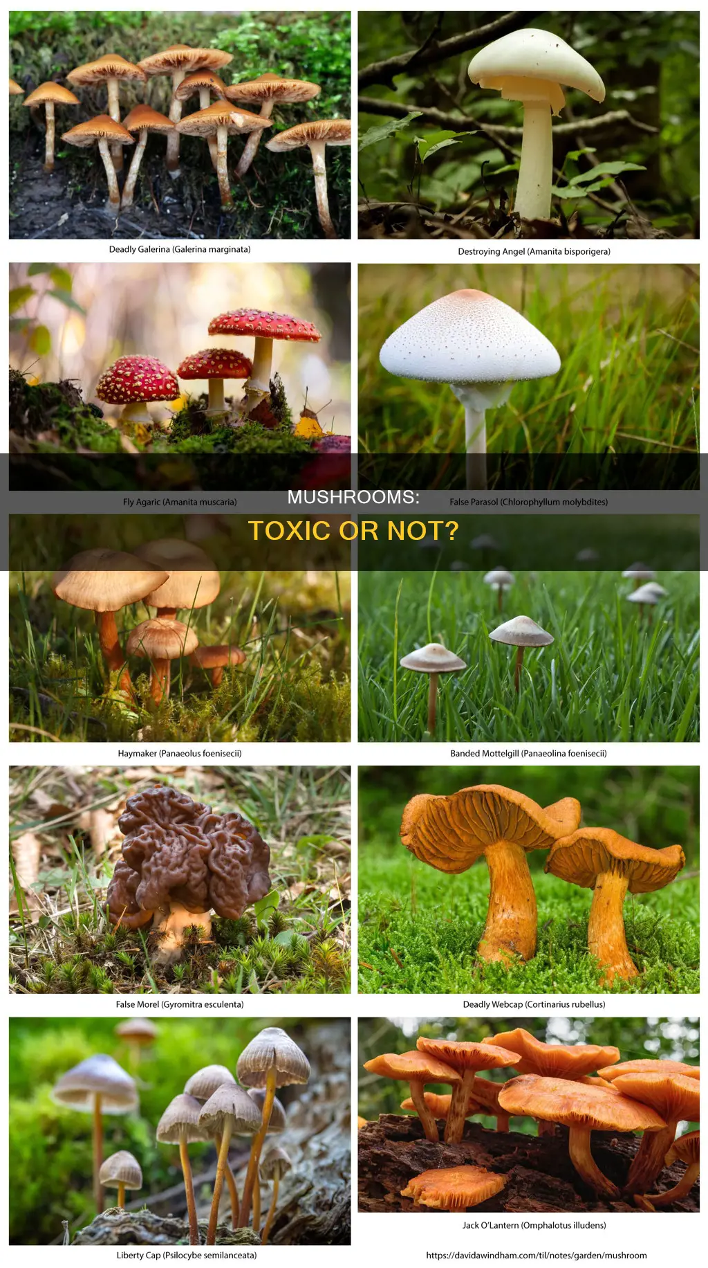 are mushrooms toxic