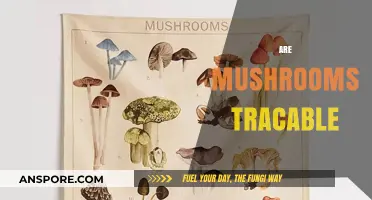 Mushrooms: Traceability and Its Complexities