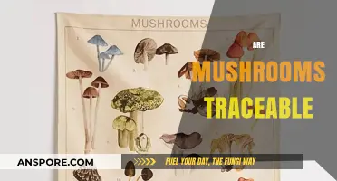 Mushrooms: Traceability and the Supply Chain