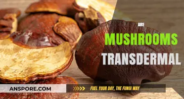 Mushroom Magic: Transdermal Superpowers Explored