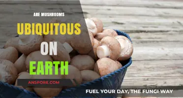 Mushrooms: Earth's Ubiquitous, Magical Fungi