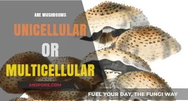 Mushrooms: Complex Life Forms Explained