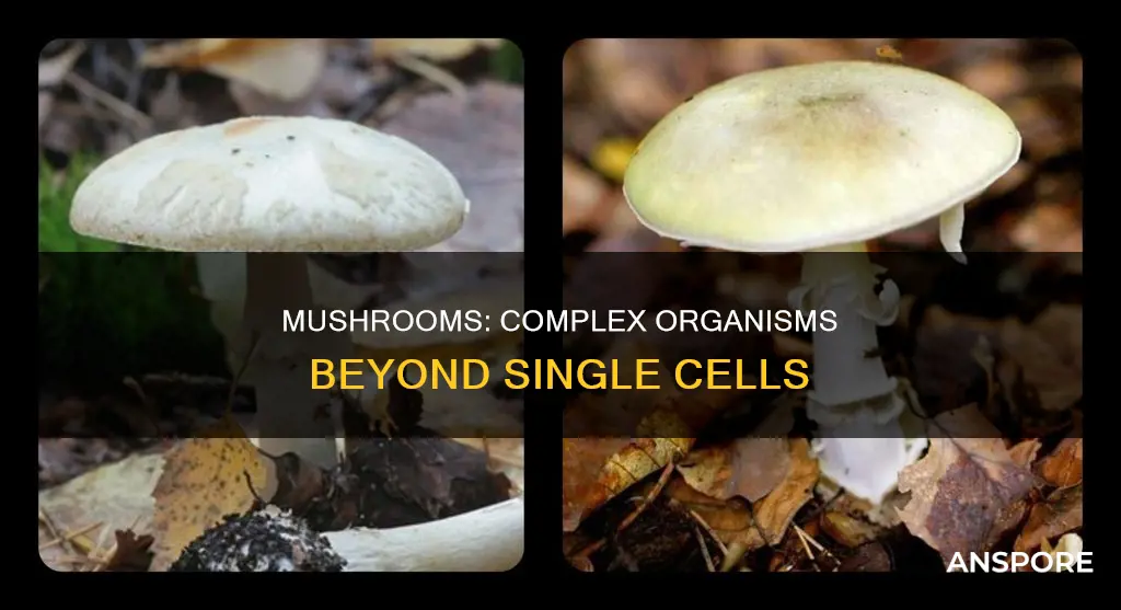 are mushrooms unicellular