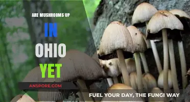 Ohio Mushroom Hunting: When's the Best Time?
