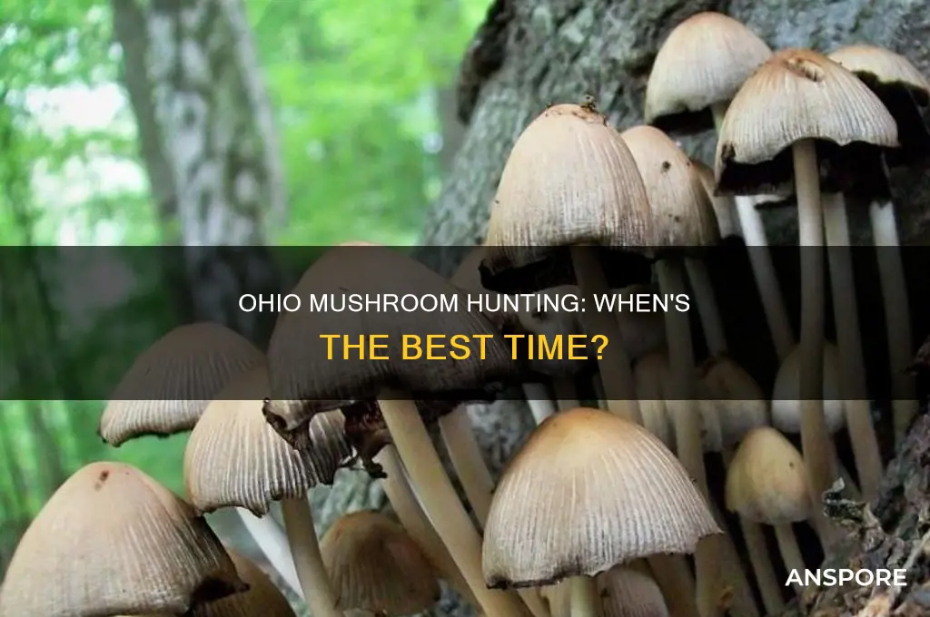 are mushrooms up in ohio yet