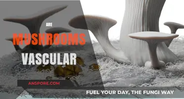 Mushrooms: A Unique Non-Vascular Organism