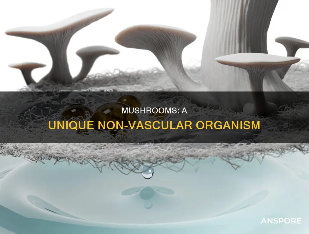 are mushrooms vascular