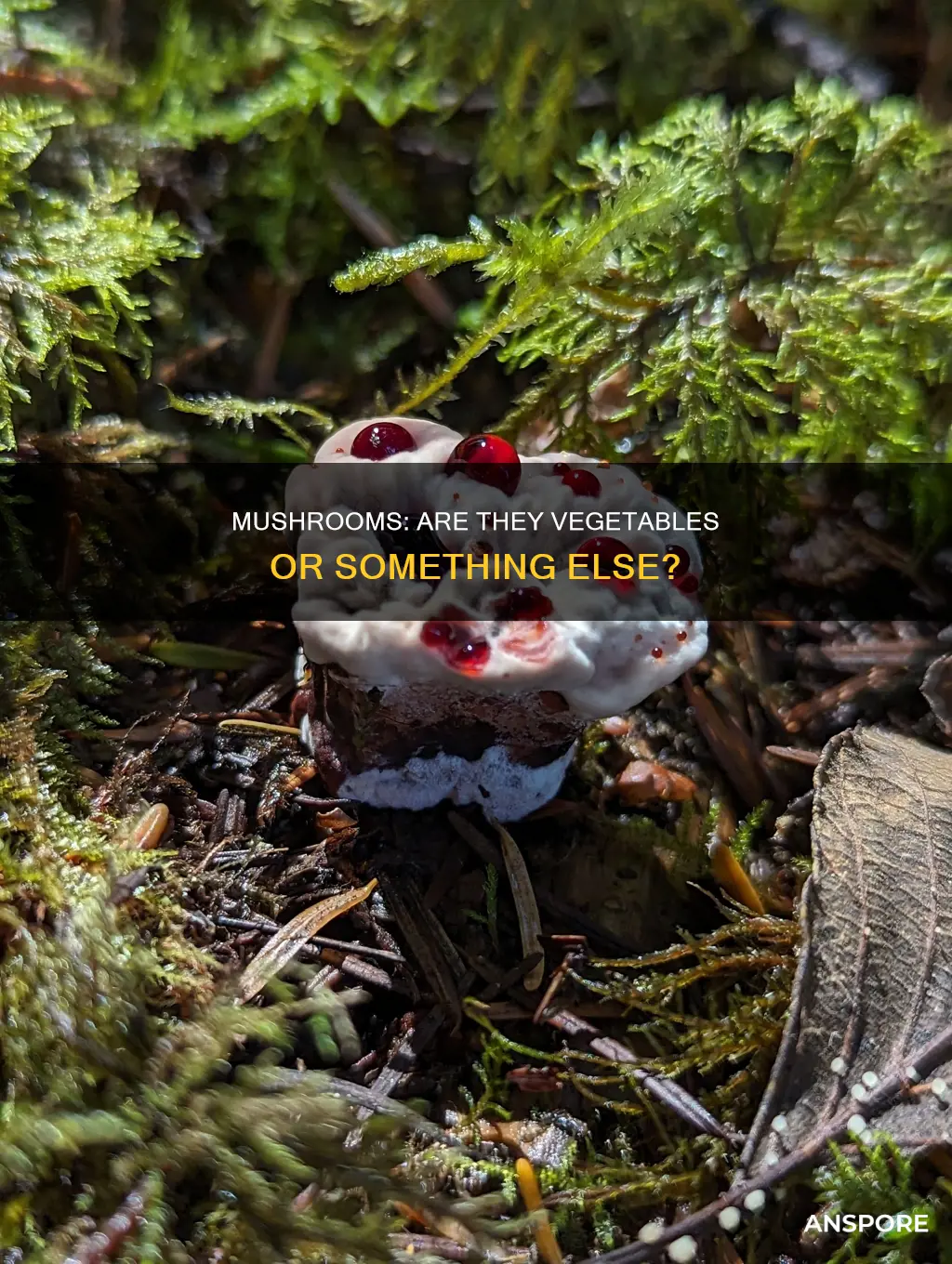 are mushrooms vegetation