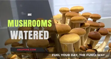 How to Water Mushrooms: A Guide to Mushroom Care