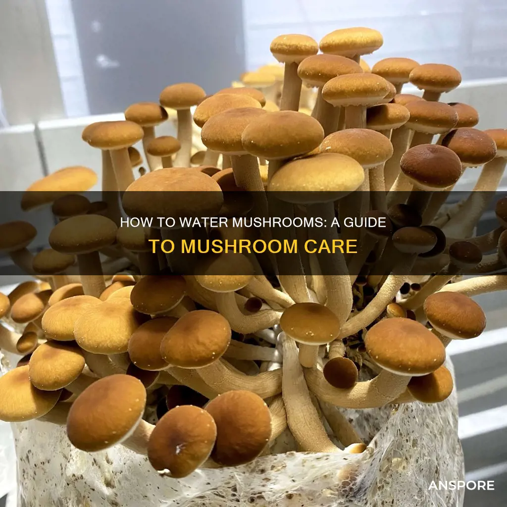 are mushrooms watered