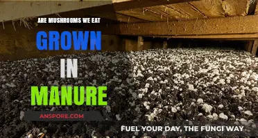 Mushrooms and Manure: Unveiling the Truth Behind Their Cultivation