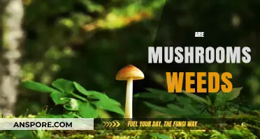 Mushrooms: Weeds or Wonder?