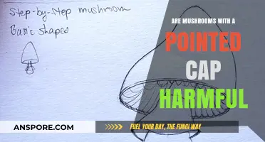 Mushroom danger: Pointed caps, toxic traps?