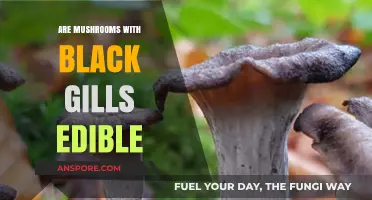 Are Mushrooms with Black Gills Safe to Eat? A Guide