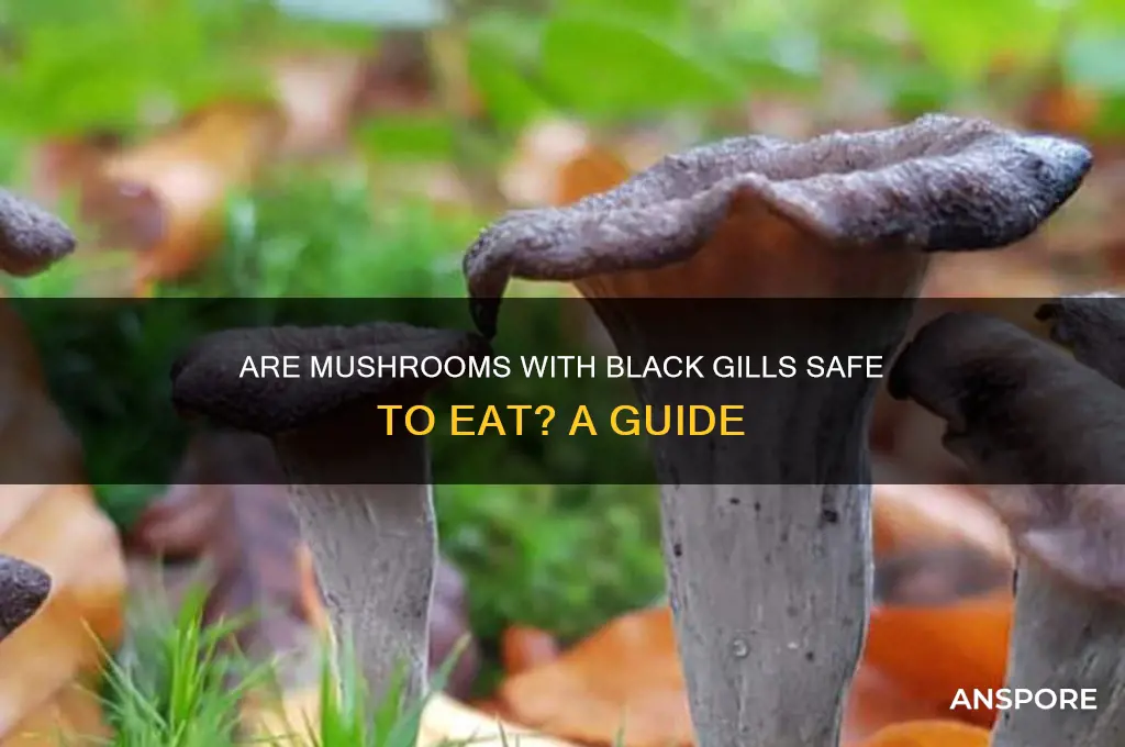 are mushrooms with black gills edible