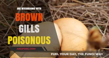Are Brown-Gilled Mushrooms Poisonous? A Guide to Safe Foraging