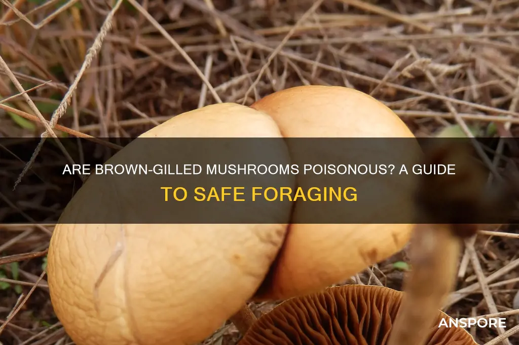 are mushrooms with brown gills poisonous