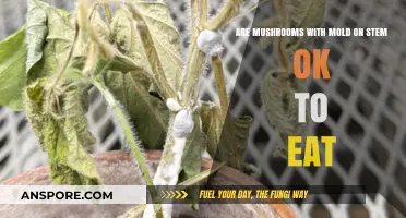 Moldy Mushroom Stems: Safe to Eat or Toss Out?
