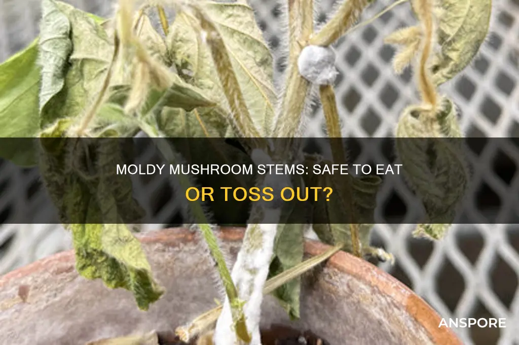 are mushrooms with mold on stem ok to eat