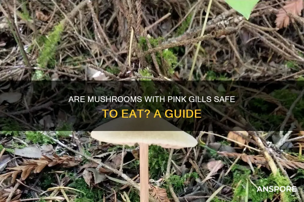 are mushrooms with pink gills edible