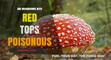 Red-Topped Mushrooms: Are They Poisonous or Safe to Eat?