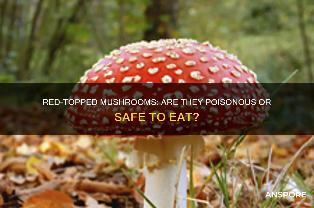 are mushrooms with red tops poisonous