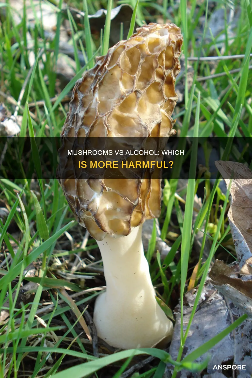 are mushrooms worse than alchohol