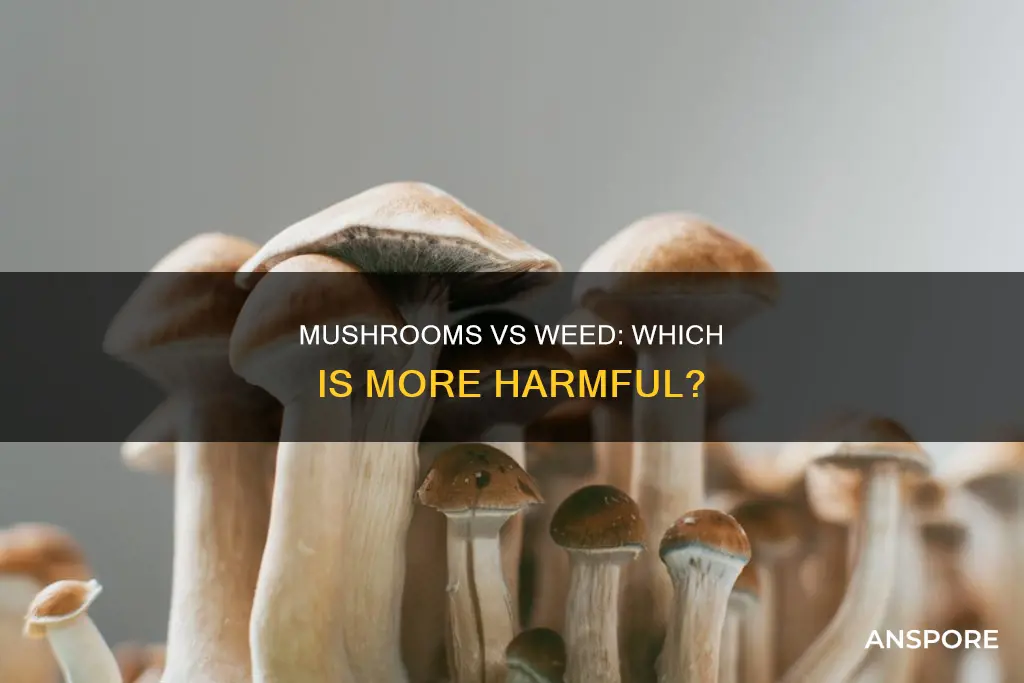 are mushrooms worse than weed