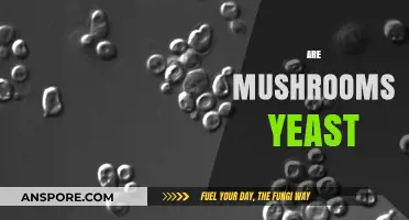 Mushrooms and Yeast: What's the Difference?