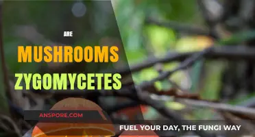 Zygomycetes: Are Mushrooms Part of This Fungi Family?