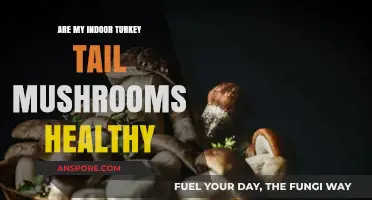 Turkey Tail Mushrooms: Healthy Superfood or Indoor Hazard?